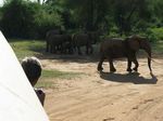 14249 Colin taking pictures of elephants.jpg
